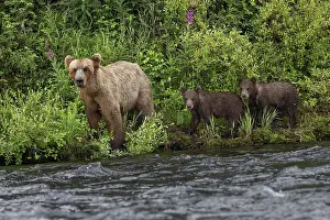 Alagnak River: Alaskan brown bear along Alagnak River, Alaska