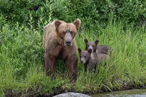 Alagnak River: Alaskan brown bear along Alagnak River, Alaska