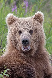 Alagnak River: Alaskan brown bear along Alagnak River, Alaska
