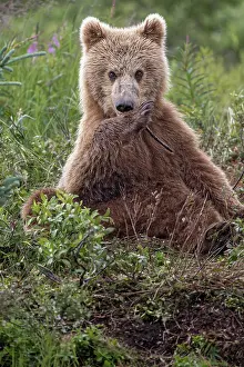 Alagnak River: Alaskan brown bear along Alagnak River, Alaska