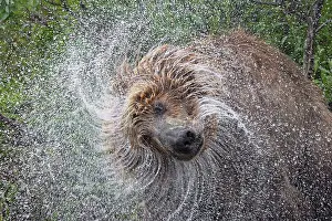 Alagnak River: Alaskan brown bear along Alagnak River, Alaska