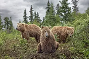 Alagnak River: Alaskan brown bear along Alagnak River, Alaska