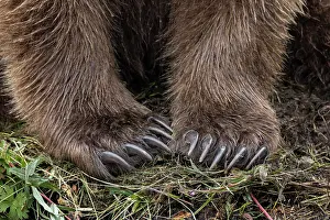 Claw: Alaskan brown bear along Alagnak River, Alaska
