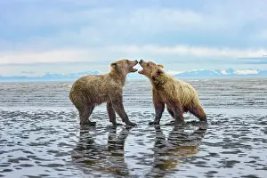 Dancing: Alaskan brown bear juveniles play fighting on tidal flats