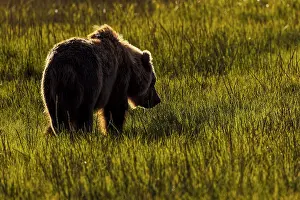 Lake Clark National Park And Pr: Alaskan brown bear silhouetted in meadow grasses, Lake Clark