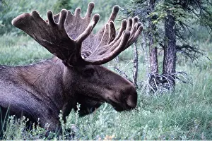 Antlers: ALASKAN BULL MOOSE - close-up of head