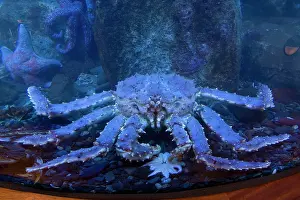 Juneau: Alaskan King crab in aquarium - Juneau Alaska North Pacific