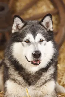 Cabin: Alaskan Malamute