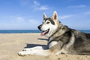 300119: Alaskan Malamute on beach - Norfolk UK