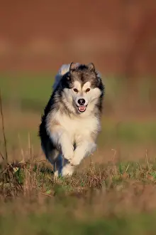 Malamute: Alaskan Malamute, bitch running across a meadow