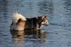 Sled: Alaskan Malamute bitch standing in water, Rhineland-Palatina