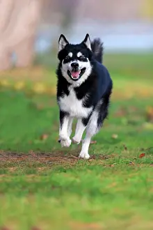 Malamute: Alaskan Malamute (Canis lupus familiaris), adult