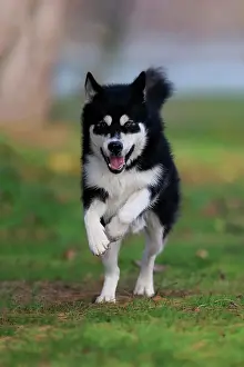 Malamute: Alaskan Malamute (Canis lupus familiaris), adult