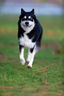Malamute: Alaskan Malamute (Canis lupus familiaris), adult