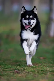 Malamute: Alaskan Malamute (Canis lupus familiaris), adult