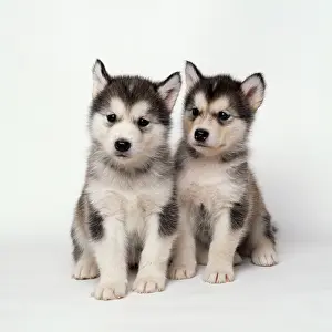 Malamute: Alaskan Malamute Dog