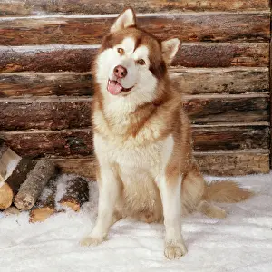 Malamute: Alaskan Malamute Dog