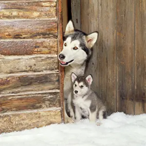 Alaskan Malamute Dog - adult with puppy at log cabin door
