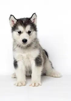 Malamute: Alaskan Malamute DOG - pup