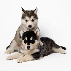 Malamute: Alaskan Malamute Dog - puppies