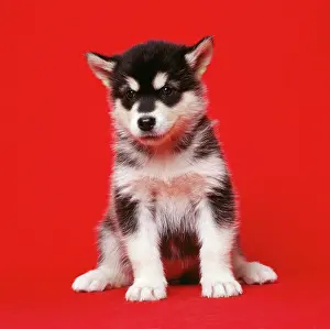 Malamute: Alaskan Malamute Dog - puppy