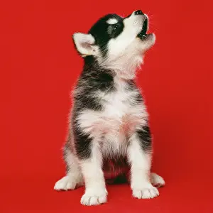 Malamute: Alaskan Malamute Dog - puppy