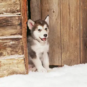 Malamute: ALASKAN MALAMUTE DOG - puppy