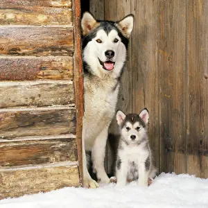 Cabins: Alaskan Malamute Dog - with puppy at log cabin door