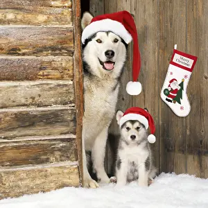 Stocking: Alaskan Malamute Dog - with puppy at log cabin door