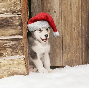 Huts: Alaskan Malamute Dog, puppy in snow wearing Christmas hat