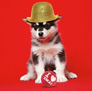 100817: Alaskan Malamute Dog - puppy wearing gloden bowler