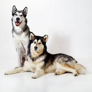 Malamute: ALASKAN MALAMUTE DOG X2