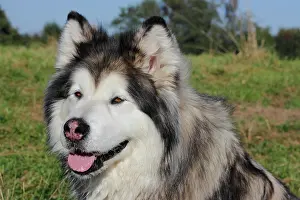 Pant: Alaskan Malamute, female, 11 years, North Rhine-Westphalia