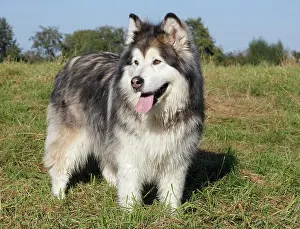 Pant: Alaskan Malamute, female, 11 years, North Rhine-Westphalia