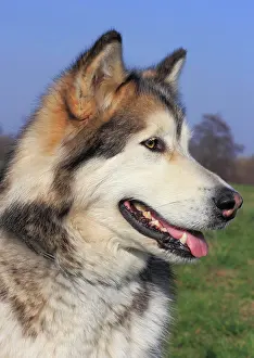 Portrai: Alaskan Malamute, female Alaskan Malamute Portrait