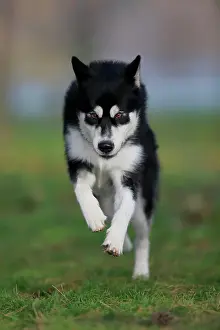 Sled: Alaskan Malamute male, jumps over the meadow, Rhineland-Pala