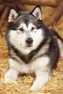 Malamute: Alaskan Malamute, male lying in straw, animal portrait