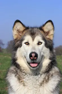 Malamute: Alaskan Malamute Portrait