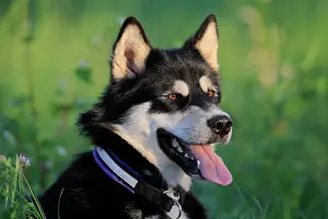 Sled: Alaskan Malamute Portrait, male dog, Rhineland-Palatinate