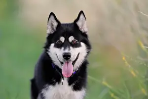 Sled: Alaskan Malamute Portrait, male dog, Rhineland-Palatinate
