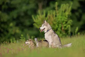 Sled: Alaskan Malamute puppies and dam sitting in the