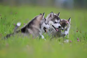 Sled: Alaskan Malamute puppies lying in the grass, Baden-Warttembe