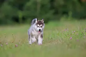 Sled: Alaskan Malamute puppy in a meadow, Baden-Warttemberg