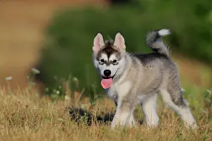 Sled: Alaskan Malamute puppy strokes through the grass