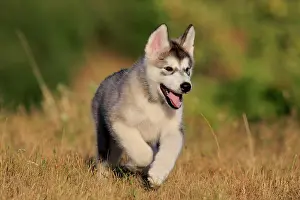 Sled: Alaskan Malamute puppy walks across a meadow, Baden-Warttemb