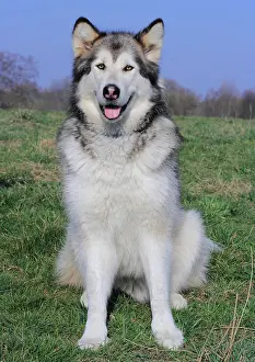 Sled: Alaskan Malamute sitting on a meadow Alaskan Malamute