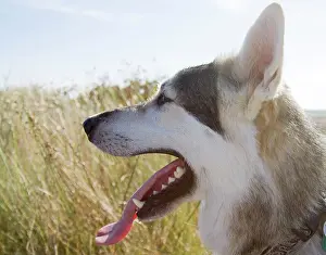 Malamute: Alaskan Malumute (cross) dog