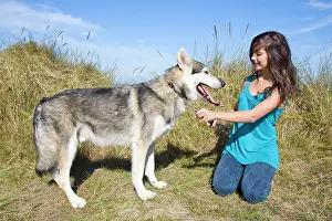 Malamute: Alaskan Malumute (cross) dog - with teenage girl