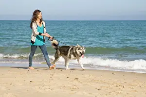 Malamute: Alaskan Malumute (cross) dog - with teenage girl