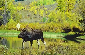 Note: Alaskan Moose - bull. Note: there is a cow moose